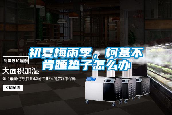 初夏梅雨季，柯基不肯睡墊子怎么辦