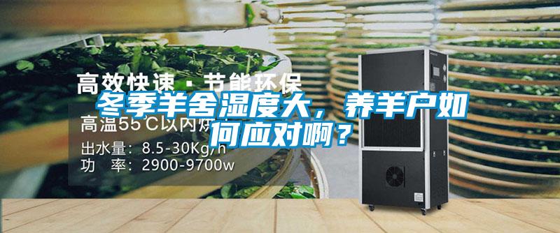 冬季羊舍濕度大，養羊戶如何應對??？