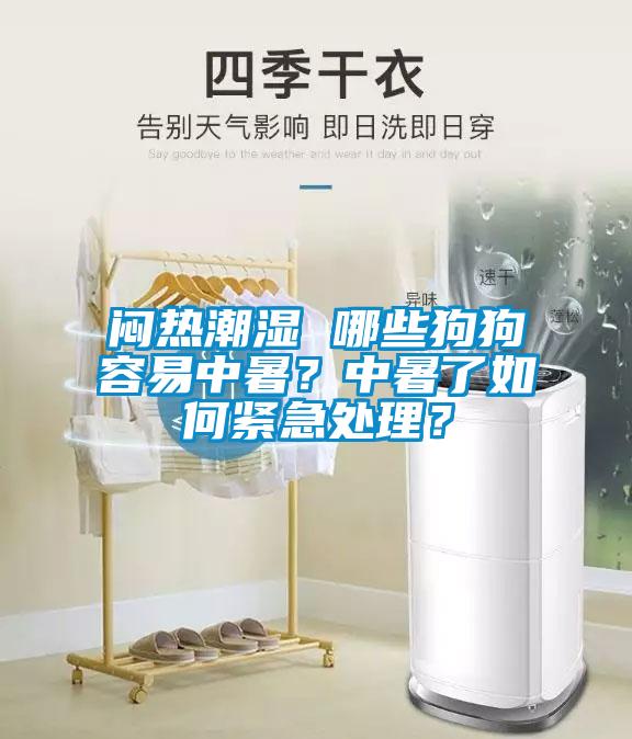悶熱潮濕 哪些狗狗容易中暑？中暑了如何緊急處理？