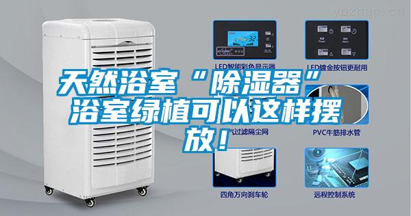天然浴室“除濕器” 浴室綠植可以這樣擺放!