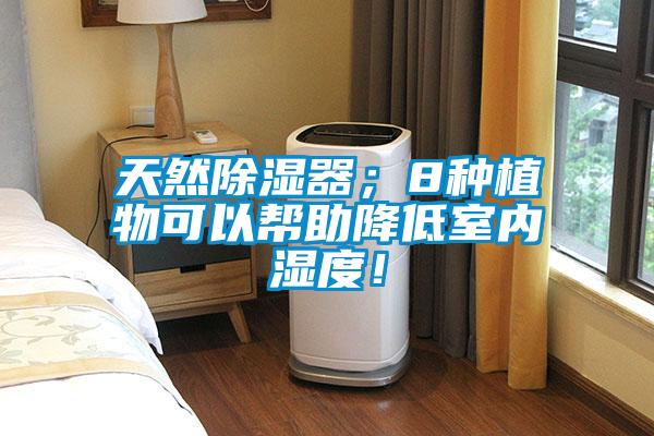 天然除濕器；8種植物可以幫助降低室內濕度！